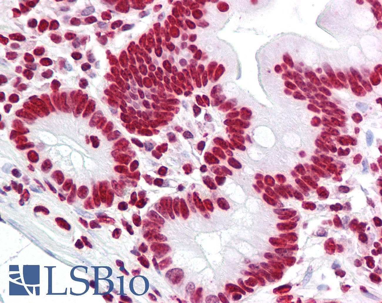 IHC-plus™ Histone H4 Antibody (aa6-55)