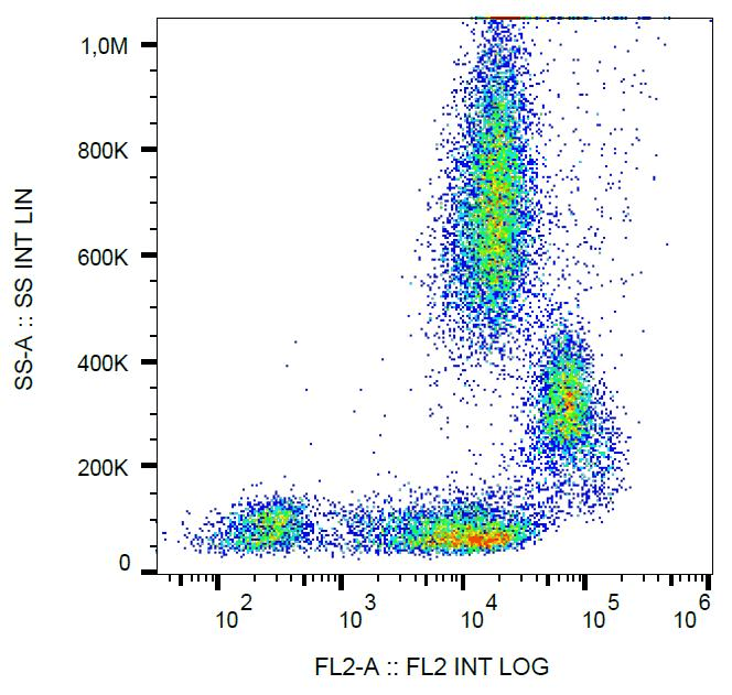 PECAM-1 / CD31 Antibody (clone MEM-05, PE)