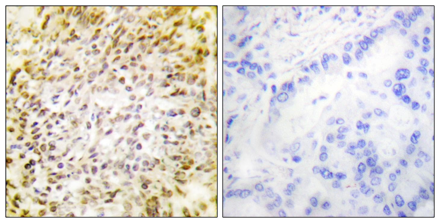 Polyclonal Rabbit anti-Human CCNH / Cyclin H Antibody (p315, IHC, IF, WB)
