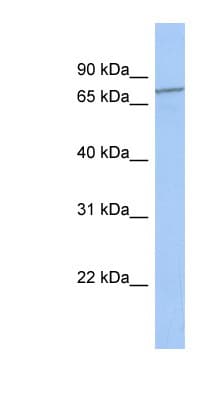 ENTHD1 Antibody (C-Terminus)