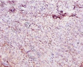 Ces1c / Carboxylesterase 1C Antibody