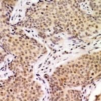 CDC45 Antibody