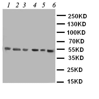 Polyclonal Rabbit anti-Human HDAC3 Antibody (aa1-18, IHC, WB)