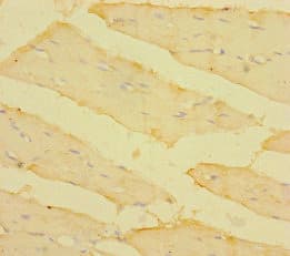 TM4SF5 Antibody (aa112-157)