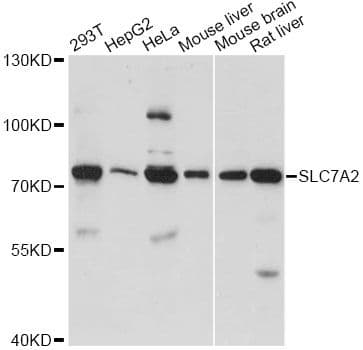 SLC7A2 Antibody