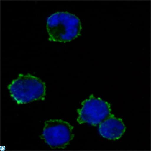 CD247 / CD3 Zeta Antibody