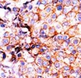 Polyclonal Rabbit anti-Human Histone H3 Antibody (phospho-Ser10, IHC, WB)
