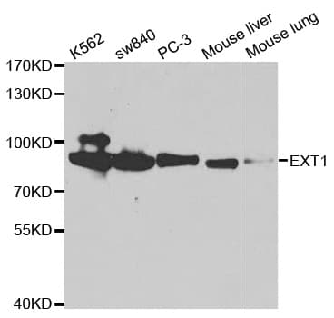IHC-plus™ EXT1 Antibody