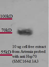 IHC-plus™ HSP70 / Heat Shock Protein 70 Antibody (clone 3A3)
