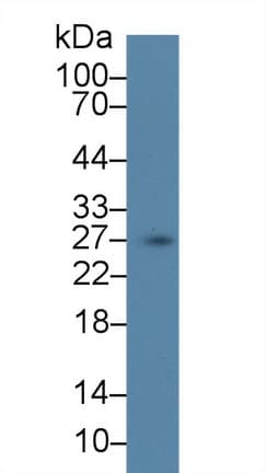SCGN / Secretagogin Antibody (aa1-276)