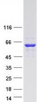 Human TRM6 / TRMT6 Protein (Recombinant Myc-DDK (Flag))