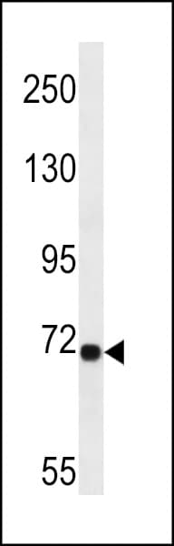 LRP10 Antibody (aa48-77)
