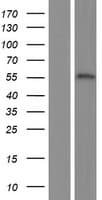 FEZF1 / FEZ Protein (Over-Expression Lysate Myc-DDK (Flag))