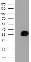 NHEJ1 / XLF Antibody (clone OTI3E5)