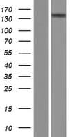 ATP2B2 / PMCA2 Protein (Over-Expression Lysate Myc-DDK (Flag))
