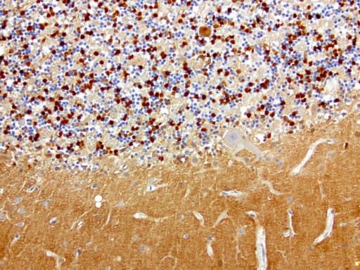 L1CAM Antibody (clone UMAB47)