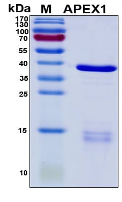 Human APEX1 / APE1 Protein (Recombinant His, N-Terminal)