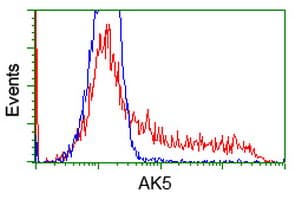 AK5 / Adenylate Kinase 5 Antibody (clone OTI2A2)