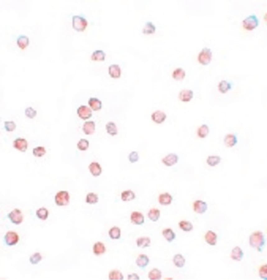 SCUBE1 Antibody