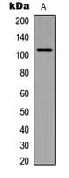 Polyclonal Rabbit anti-Human GABBR1 / GABA B Receptor 1 Antibody (C-Terminus, IF, WB)
