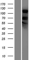 PHF2 Protein (Over-Expression Lysate Myc-DDK (Flag))