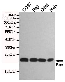 BAX Antibody