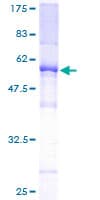 Human TAF9B Protein (Recombinant GST)