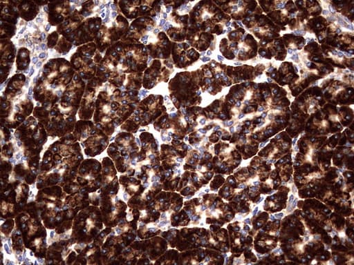 DDOST / OST48 Antibody (aa131-378, clone OTI1C1)