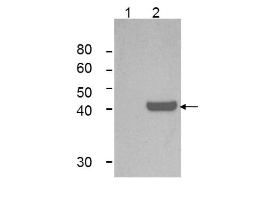 IDO1 / IDO Antibody (clone 10.1)