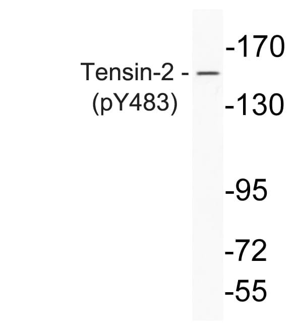 TNS1 / Tensin-1 Antibody (phospho-Tyr483)