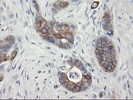 SLA2 / SLAP2 Antibody (clone OTI3E3)