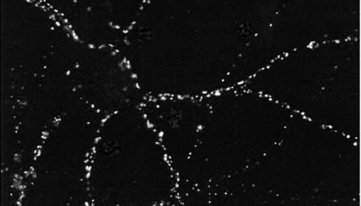 DLG4 / PSD95 Antibody (clone 6G6)