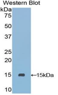 SLURP1 / ARS / MDM Antibody (aa1-103)