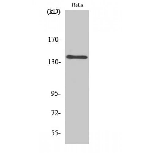 MOV10L1 Antibody (290-370 aa, Internal)