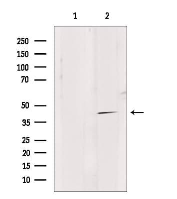 GPR4 Antibody