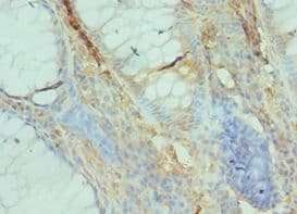 GFER Antibody (aa81-205)