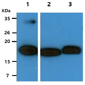 Monoclonal Mouse anti-Human HINT2 Antibody (clone AT5B10, WB)