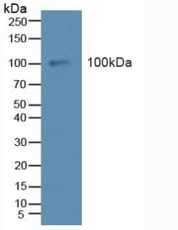 TEK / TIE2 Antibody (aa286-465)