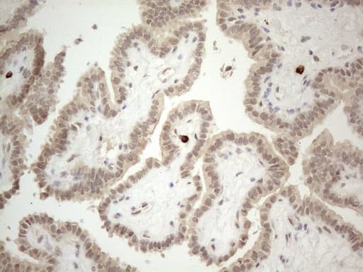 MED15 / ARC105 Antibody (aa393-679, clone OTI2C6)