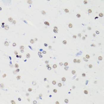 HIST2H4A Antibody