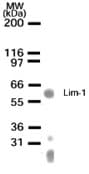LHX1 Antibody (aa149-165)