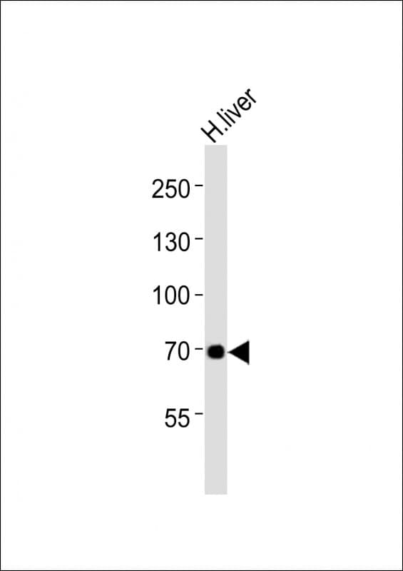 GABRQ / THETA Antibody (aa451-485)