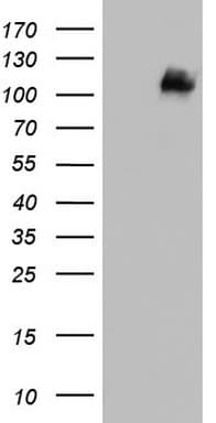 MCAM / CD146 Antibody (clone OTI2B2)