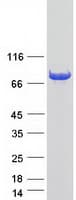 Human BTN3A3 Protein (Recombinant Myc-DDK (Flag))