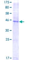 Human CD151 Protein (Recombinant GST)