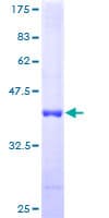 Human ATPIF1 / ATPI Protein (Recombinant GST)