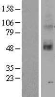 Human OR2C3 Protein (Over-Expression Lysate Myc-DDK (Flag))