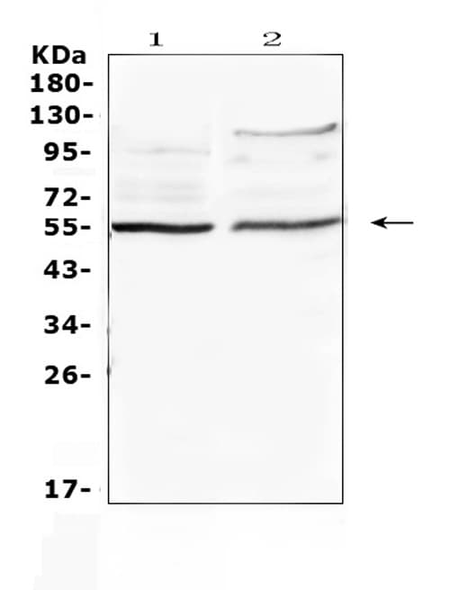 ETS1 / ETS-1 Antibody
