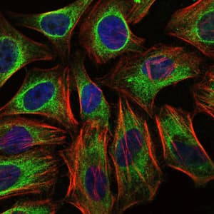 IHC-plus™ c-CBL Antibody (clone 3B12)