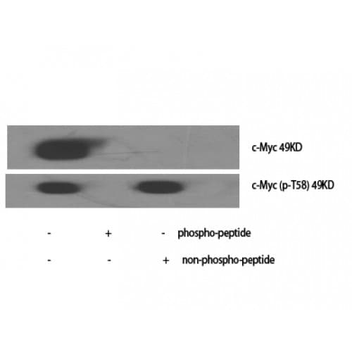 MYC / c-Myc Antibody (40-120 aa)